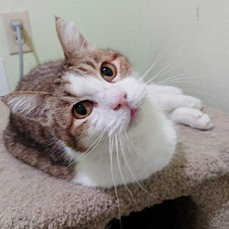 Perfect Paws Animal Advocates Yuba City, California